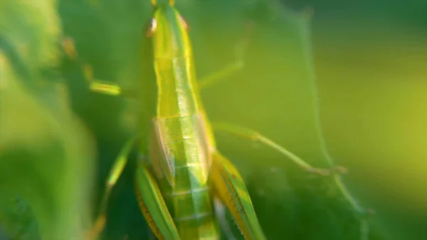 Gafanhoto. gafanhoto em folhas. Clipe. Grasshopper na folha de grama perto no campo. Gafanhoto verde. Vista macro — Fotografia de Stock