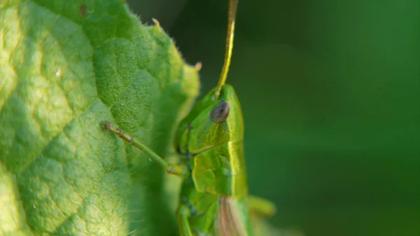 Çekirge. Çekirge yapraklarda. Küçük. Çekirge çim yaprağı üzerinde alanını kapat. yeşil çekirge. Makro görünümü — Stok fotoğraf