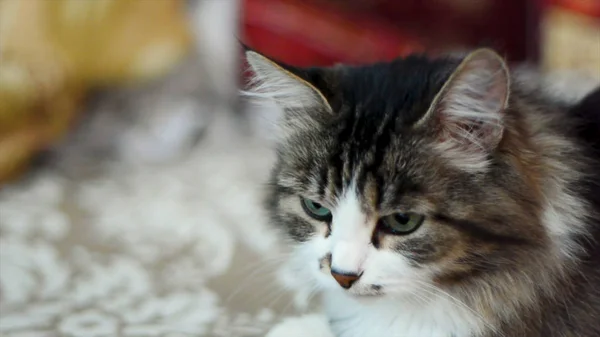 Ritratto di gatto bianco e nero. Clip. Bellissimo gatto maschio bianco e nero con occhi verdi . — Foto Stock