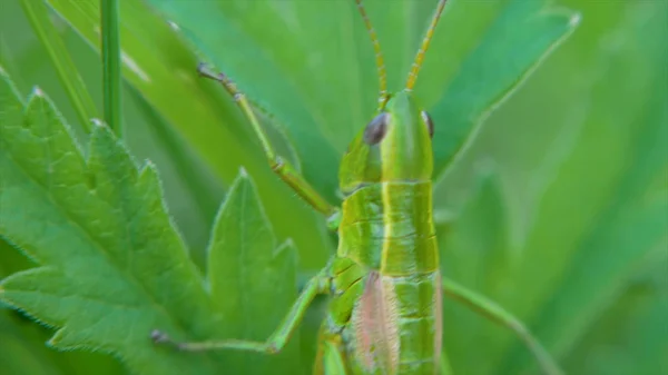 Konik polny. Grasshopper na liściach. Klip. Konik polny na liść trawa zbliżenie w dziedzinie. Pasikonik zielony. Zobacz makra — Zdjęcie stockowe