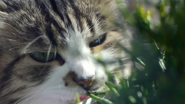 Cat sta mangiando erba verde fresca. Erba di gatto, erba animale domestico. Clip. Trattamento naturale di palla di pelo, bianco, gatto domestico rosso mangiare erba fresca, avena verde, emotivamente, spazio copia, il concetto di salute degli animali domestici — Foto Stock