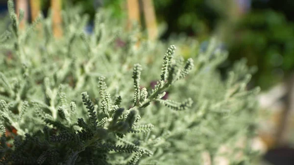 Grön tropisk växt på en varm dag. Grön vegetation på en solig dag — Stockfoto