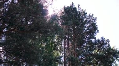 Güneş ışınları orman içinde. Küçük. Puslu bir orman içinde güneşin ilk ışınlarının yansımasıdır. Mavi gökyüzü güneş ile karşı ırmak bahar ormandaki ağaçlar kron
