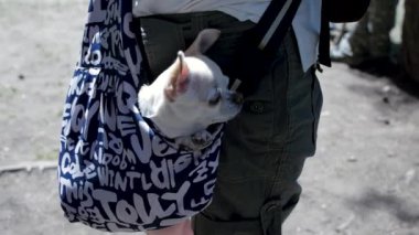 Küçük güzel köpek yolcu, koyu mavi çanta içinde güneşli bir gün. Küçük. Seyahat çanta içinde küçük beyaz köpek. Evcil ile seyahat kavramı