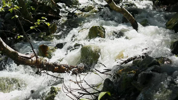 Κρύο βουνό ποταμού με ορμητικό ρεύμα. Θέα από το ορμητικό ποτάμι στο δάσος — Φωτογραφία Αρχείου