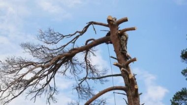 O bir chainsaw kullanıyor ve bir gövde üzerinde yürüyor. Adam ağaçta onu bir testere ile kesme