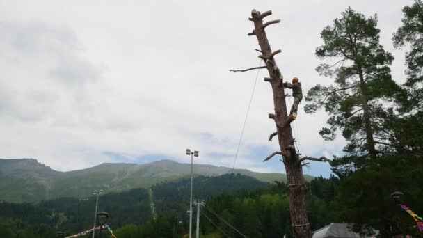 O bir chainsaw kullanıyor ve bir gövde üzerinde yürüyor. Adam ağaçta onu bir testere ile kesme — Stok video