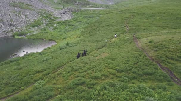 Paseos a caballo en el campo de alta montaña. Clip. Vista superior de la gente a caballo en las tierras altas — Vídeo de stock