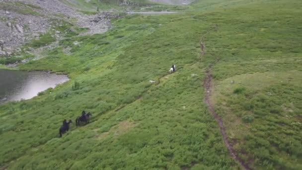 Top view of horse chase. Clip. Chase scene on horseback in nature — Stock Video