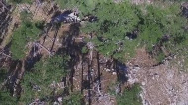 Orman üstten görünüm üzerinde dağ yüksek. Vurdu. Orman dağlarında üstten görünüm