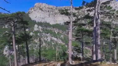 Orman üstten görünüm üzerinde dağ yüksek. Vurdu. Orman dağlarında üstten görünüm