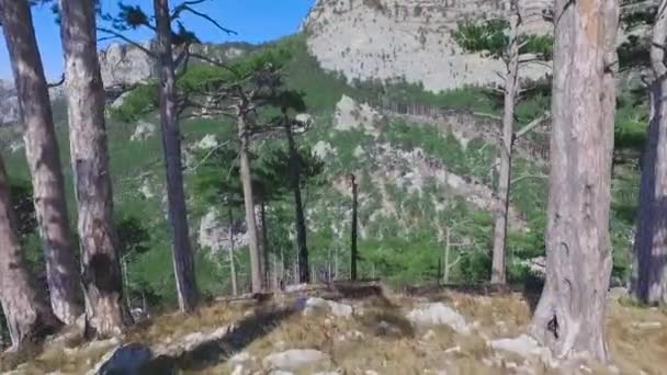 Vackra landskap genom grenarna. Skott. Ovanifrån genom träden på området berget skogen — Stockvideo