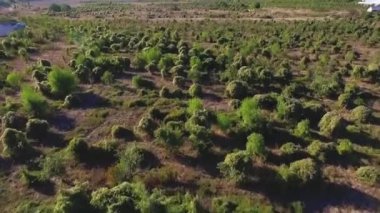 Hava çok uçan vurdu düşük ağaçların üzerinden ve ameliyata vahşi doğada. Vurdu. Havadan görünümü gündoğumu ağaçlar olarak, çöl üzerinde uçan manzara karşısında kendi gölge