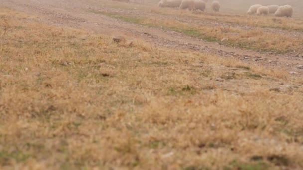 听说有绵羊在大雾的早晨在秋天的山上。拍摄。绵羊在牧场在雾 — 图库视频影像