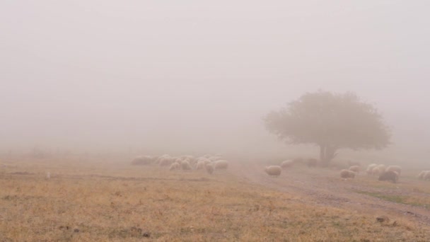 Ovelhas na Névoa. Atingido. Muito cedo em uma manhã de outono e o rebanho de ovelhas encontrar o seu caminho através da névoa da manhã — Vídeo de Stock