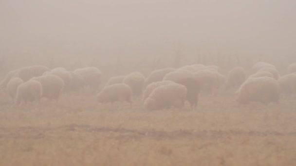 Ovejas en la niebla. Le dispararon. Muy temprano en una mañana de otoño y el rebaño de ovejas encuentran su camino a través de la niebla de la mañana — Vídeos de Stock