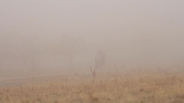 Um cavaleiro misterioso em um cavalo caminha através da fumaça grossa. Atingido. Cavaleiros a cavalo cavalgando no campo no nevoeiro — Vídeo de Stock