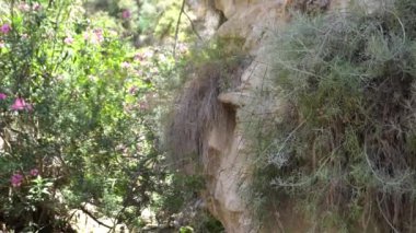 Sıcak bir günde yeşil tropikal bitki. Güneşli bir günde yeşil bitki örtüsü