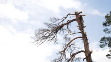 O bir chainsaw kullanıyor ve bir gövde üzerinde yürüyor. Adam ağaçta onu bir testere ile kesme