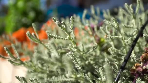 Planta tropical verde em um dia quente. Vegetação verde num dia ensolarado — Vídeo de Stock