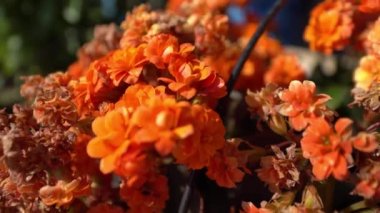 Turuncu elegans ve bulanıklık renk çiçek arka plan. Turuncu yaz aylarında çiçek. Yaz saati