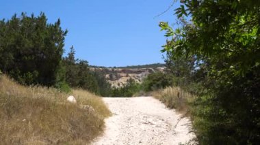 Fındıklı orman alanında. Güzel güneşli gün ormana izinde
