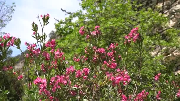 Las flores rosadas crecen en una rama de un almendro sobre un fondo atardecer, fondo rústico, fondo natural. Flores rosadas creciendo en un árbol — Vídeos de Stock