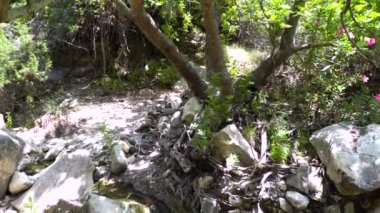 Doğal arka plan. Taşlar, ağaçlar, Güneş, bitki, yeşil. Ormanda güzel bitki örtüsü