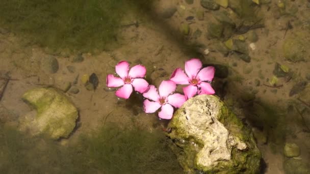 Lotus à l'encre sur la rivière. Fleur rose dans la rivière. Belle fleur à la surface de l'eau — Video