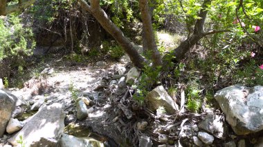 Doğal arka plan. Taşlar, ağaçlar, Güneş, bitki, yeşil. Ormanda güzel bitki örtüsü