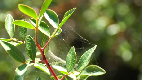 Hastes de flores é coberto com teia de aranha de forma redonda sobre fundo verde. teia de aranha de dreamcatcher formulário de perto — Fotografia de Stock