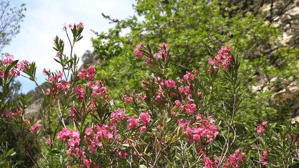 Rosa blommor växer på en gren av ett mandelträd på en solnedgång bakgrund, rustika bakgrund, naturlig bakgrund. Rosa blommor som växer på ett träd — Stockfoto