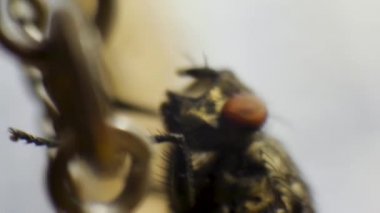 Gözleri ayakları inanılmaz ayrıntılı ile temizlik sinek makro klip. Sinek Mooche böcek makro