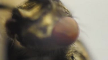 Gözleri ayakları inanılmaz ayrıntılı ile temizlik sinek makro klip. Sinek Mooche böcek makro.