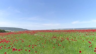 kırmızı çiçekler güneşli bahar gününde under buğday. Vurdu. Güneşli bir günde üstten görünüm haşhaş alanının. Alan üzerinde çiçek haşhaş