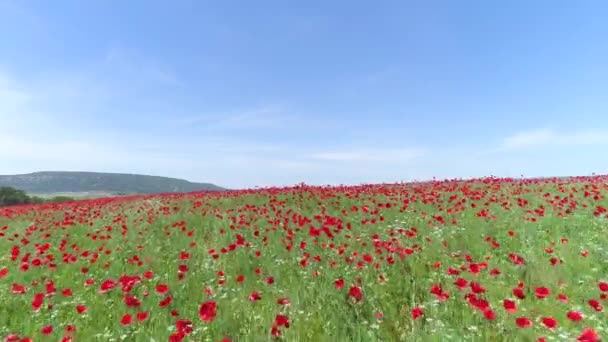 Flores rojas en trigo archivadas en el soleado día de primavera. Le dispararon. Vista superior del campo de amapola en un día soleado. Amapolas florecientes en el campo — Vídeo de stock