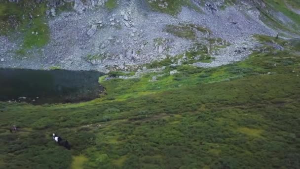 Flygfoto över personer rida hästar på fältet berg. Ridning i bergen, bada i sjön. Hästar går på ett grönt gräs. Flygfoto på ridning på berg sätter med damm — Stockvideo