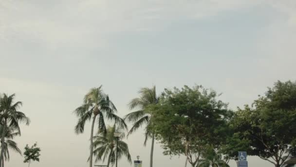 Palmen bei Sonnenuntergang. Schuss. Blick auf Palmen gegen den Himmel bei Sonnenuntergang. tropische Palmen wiegen sich bei Sonnenuntergang im Wind — Stockvideo