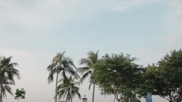 Tops of palm trees flutter from the wind in the sky flying plane. Shot. Airplane flying across clear blue sky and palm tree tops — Stock Video