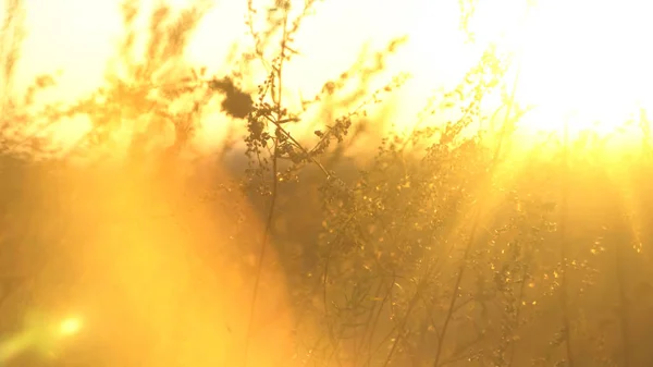 Wildes Gras mit Gegenlicht in goldenem Sonnenlicht. Landschaft mit trockenem Steppengras. Steppengras in der Sonne — Stockfoto