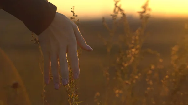 Mano al tramonto in erba steppa. Mano toccando erba steppa al sole — Foto Stock