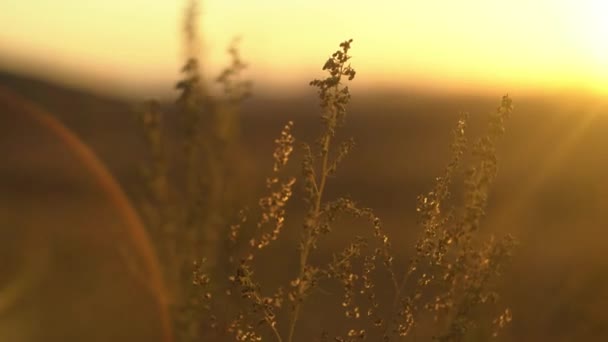 Divoká tráva s podsvícením v světle zlaté slunce. Krajina s suché stepní trávy. Stepní trávy na slunci — Stock video