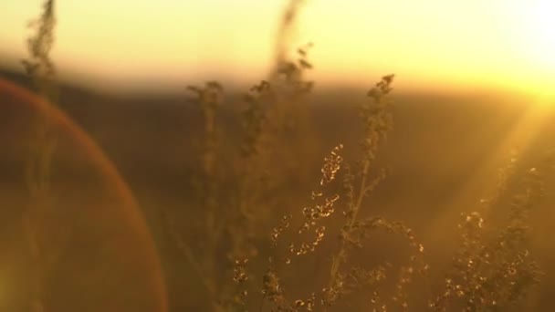 Erba selvatica con retroilluminazione in luce dorata del sole. Paesaggio con erba steppa secca. Erba steppa al sole — Video Stock