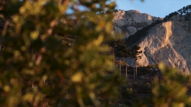 Toppar av berg med en tät barrskog i strålar morgonsolen med en sommar fänkål. Skott. Panoramautsikt över rock med solen speglar en tallar på toppen. Visa på toppen av berget — Stockvideo