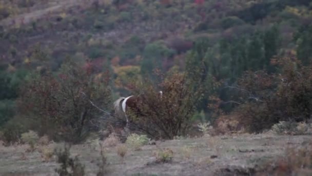 Belo cavalo a olhar para a câmara, no campo. Atingido. Close up de cavalo no campo olhando para a câmera com cavalo no fundo. Um cavalo num campo a olhar para a câmara . — Vídeo de Stock