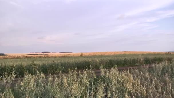 Landschaft von riesigem Feld mit trockenem grünen Gras unter grauem Himmel bedeckt. Szene. Bewölkter Himmel über ländlichem Feld vor Regen — Stockvideo