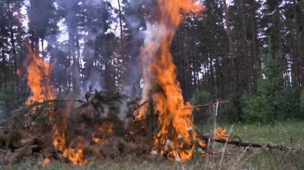 Nahaufnahme brennender Kiefern. Szene. Feuer aus Ästen im Wald. Konzept der Waldbrände. gefährliche Entzündung des Feuers durch brennbare Substanz — Stockfoto