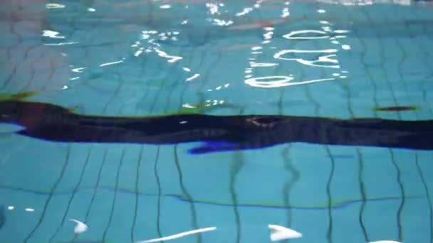 Háttér egy részlete medence víz készült. Közeli kép a medence víz. Víz medence mintás háttérrel — Stock videók