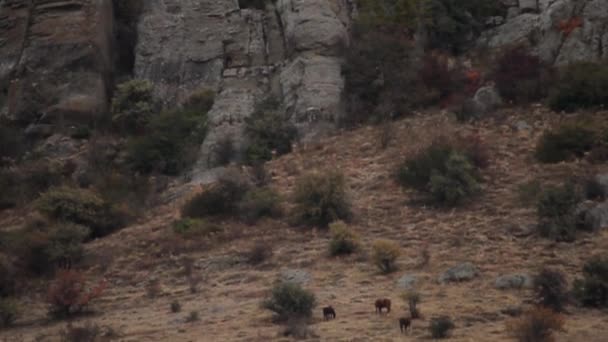 Caballos pastando en una ladera montañosa en un paisaje árido sin árboles bajo una gran formación de nubes. Le dispararon. Caballo blanquecino pastando sobre hierba verde en escena montañosa bajo cielos nublados — Vídeo de stock