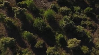 Yol boyunca çim kümeleri peri neşeli kirpi Alpler tepesine dağ yolunda günbatımı arka plan üzerinde tırmanma benzer. Vurdu. Doğa yeşil çim arka plan üstten görünüm